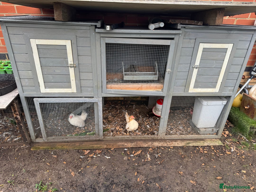 Chickens poultry for sale:  2 Female Serama Chickens + Nearly-New Grey Coop - Advert 10