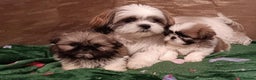 Shih Tzu dogs for sale: Shih Tzu puppy's - Advert 19