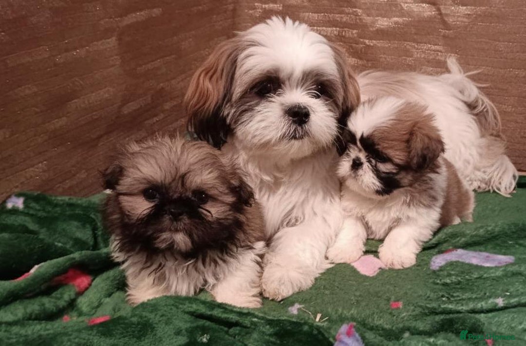 Shih Tzu dogs for sale: Shih Tzu puppy's - Advert 19
