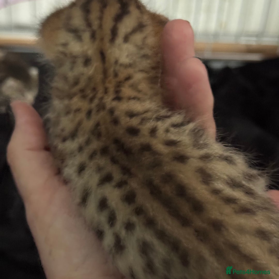 Savannah cats for sale: Stunning Savannah Kittens - Image 13