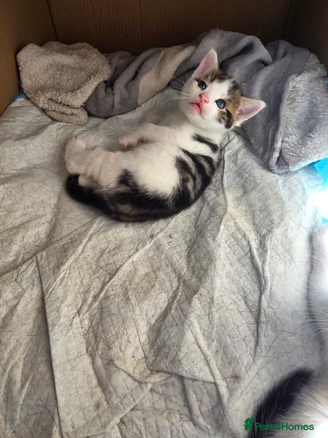 British Shorthair cats for sale: Kittens - Image 3