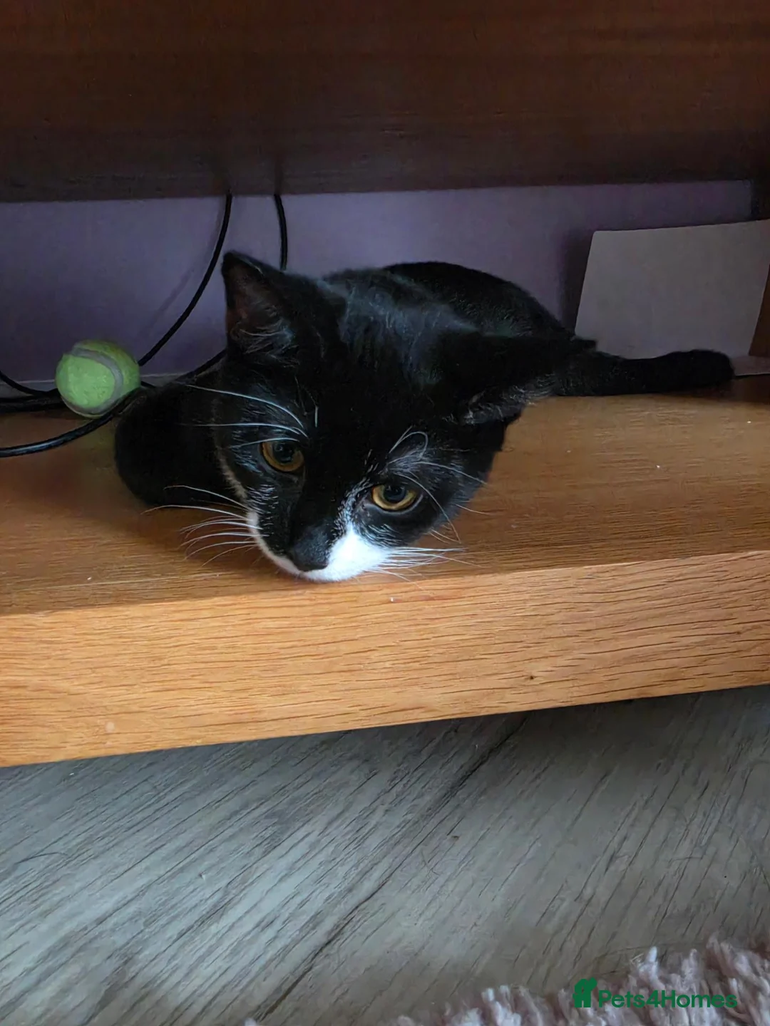 Domestic Shorthair cats for sale: Felix - Advert 2