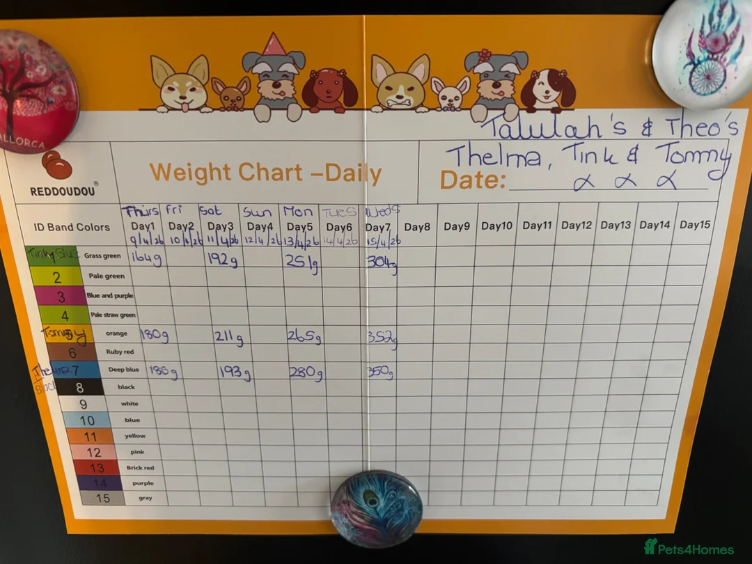 Dachshund dogs for sale: Talulahs and Theo’s 3 babies  - Advert 2