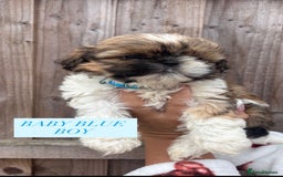 Shih Tzu dogs for sale: Shih tzu  - Image 13