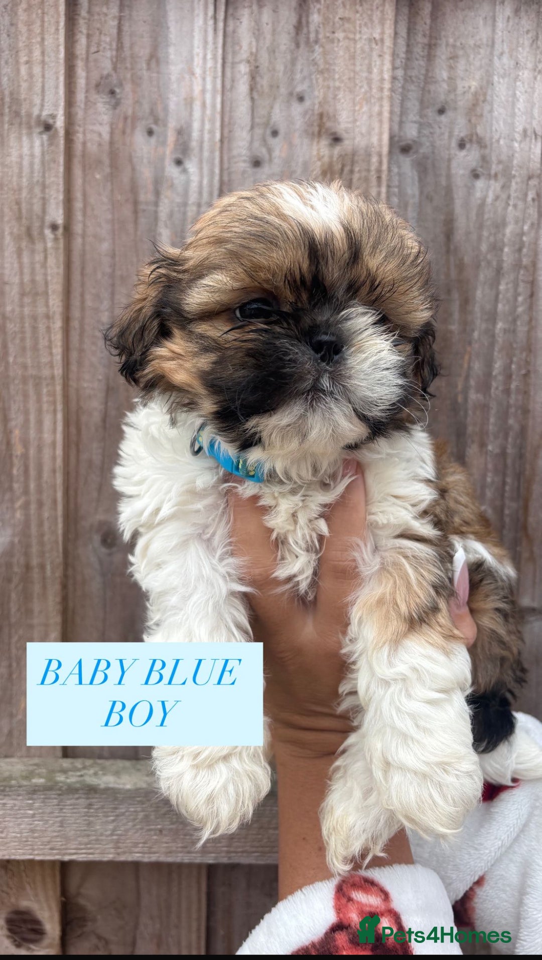 Shih Tzu dogs for sale: Shih tzu  - Image 13