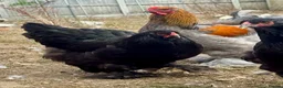 Hens poultry for sale: Large Brahma hens all 2026 healthy strong birds - Advert 5
