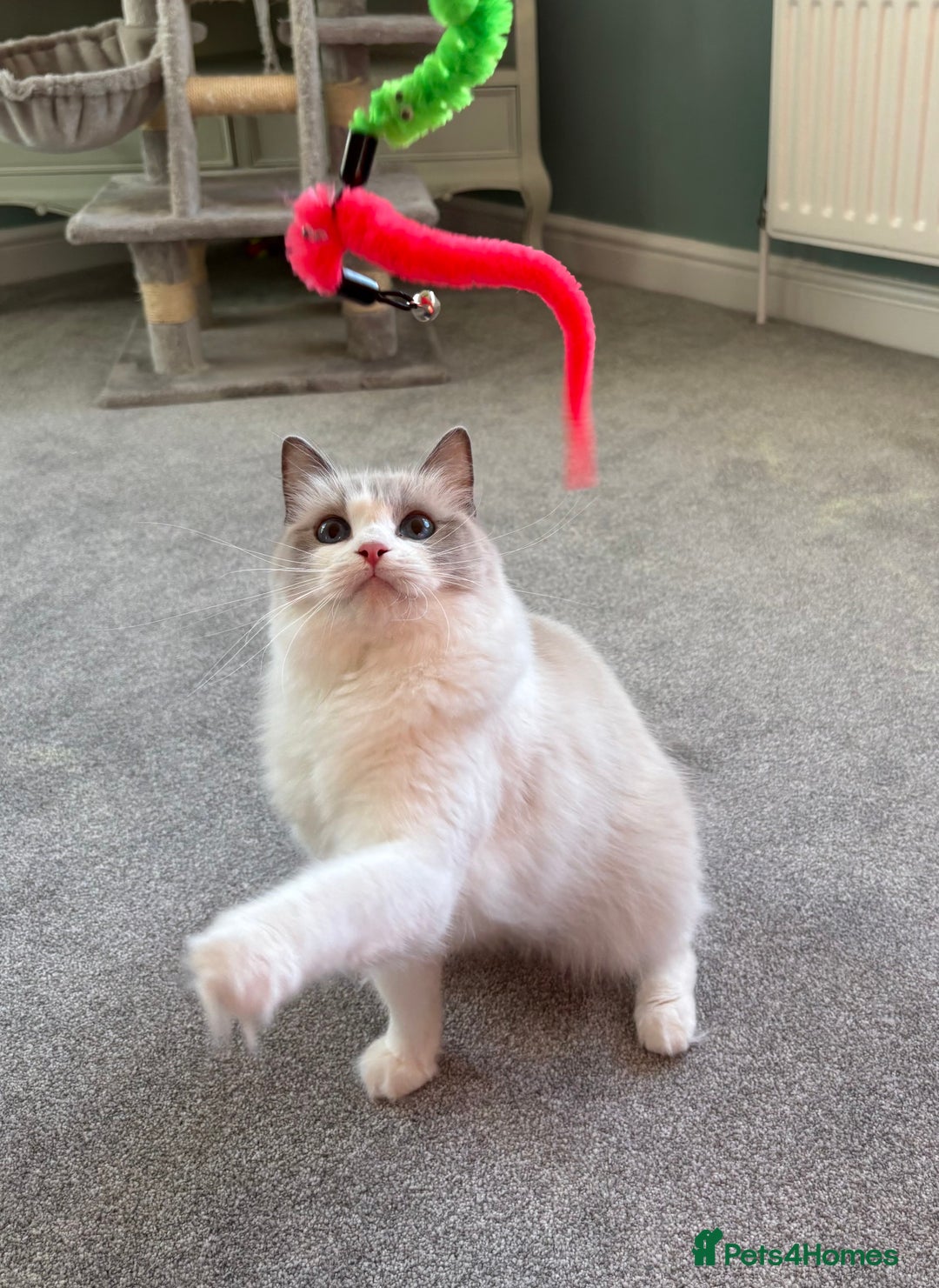 Ragdoll cats for sale: TICA Pedigree Bicolour Ragdoll kittens - Advert 3