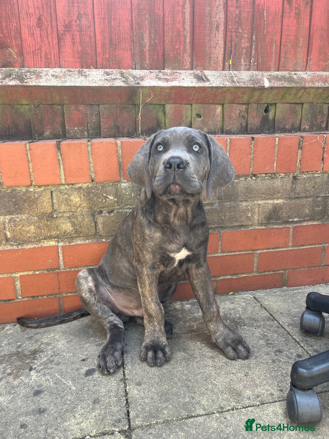 Cane Corso dogs for sale: 12 Weeks Old Cane Corso £400 - Image 2