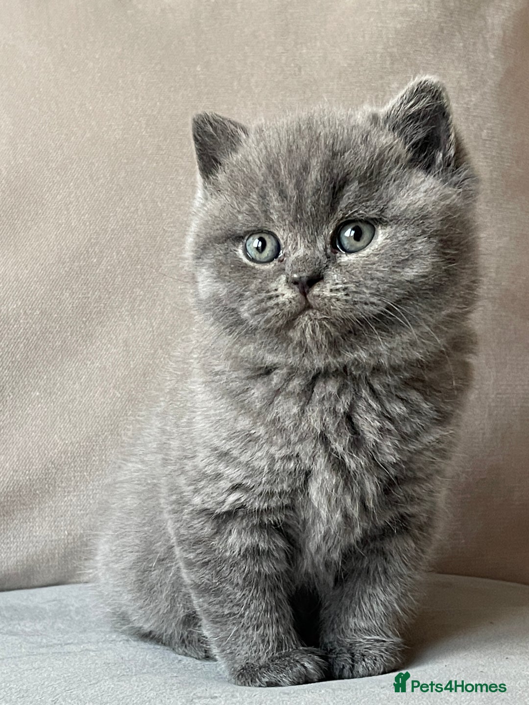 British Shorthair cats for sale:  British Blue kittens - Image 6