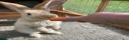 Continental Giant rabbits for sale: One female giant - Advert 2