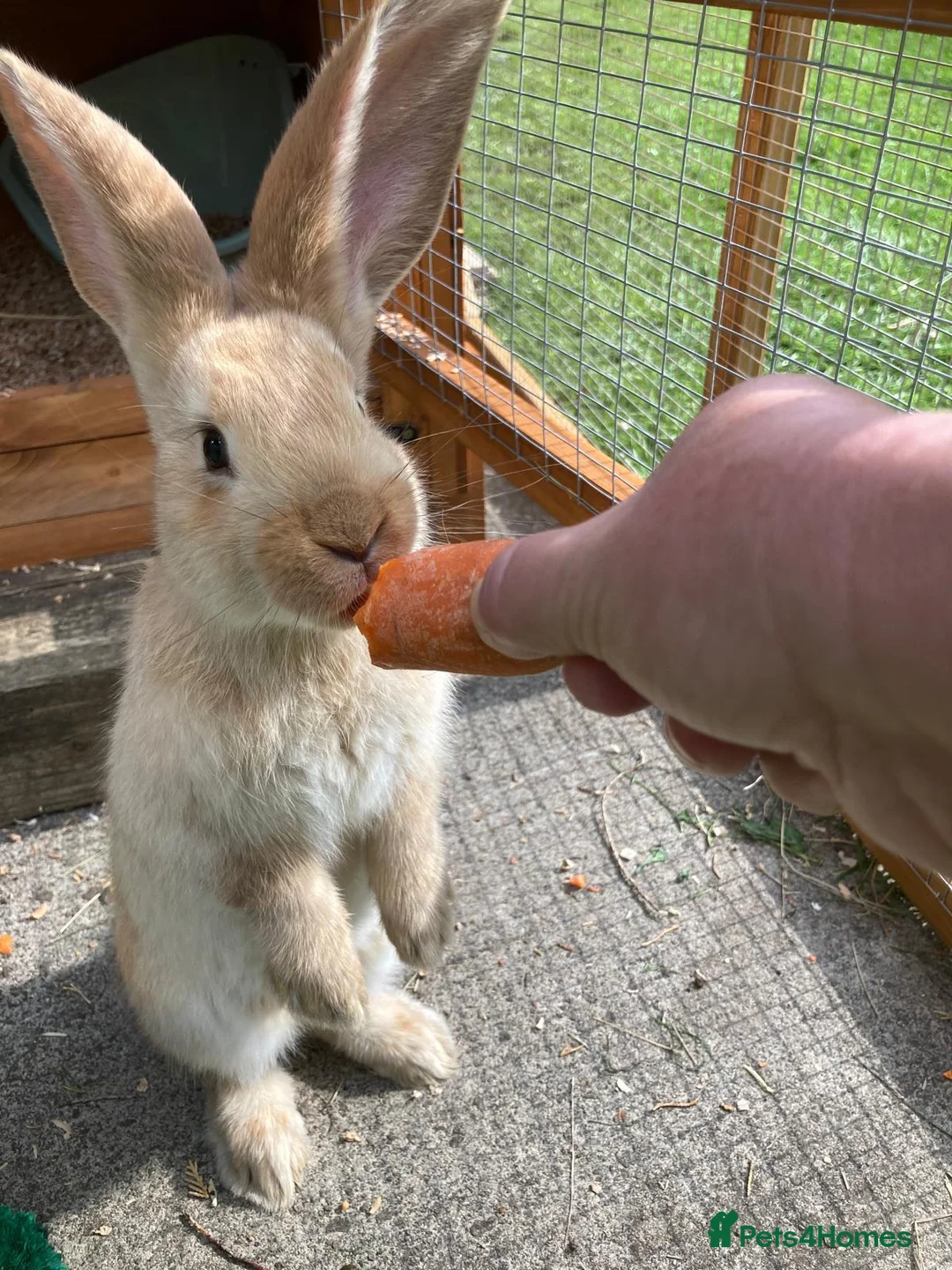 Continental Giant rabbits for sale: One female giant - Advert 2