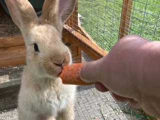 Continental Giant rabbits One female giant - Advert 2