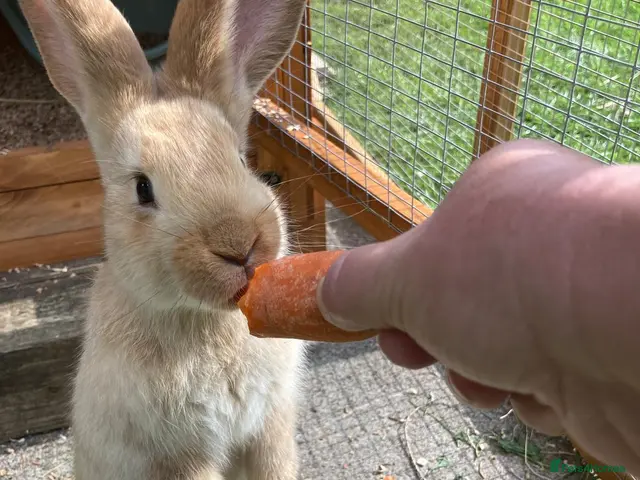 Continental Giant rabbits One female giant .......SOLD... - Advert 2