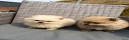 Pomeranian dogs for sale: Pomeranian puppies ready to leave in Doncaster - Advert 5