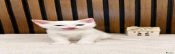 Domestic Shorthair cats for sale: Stunning Kittens | Bella's Litter | Ready Now - Advert 4