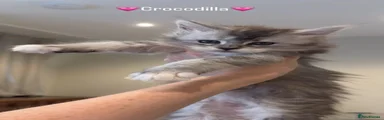 💗Crocodilla💗