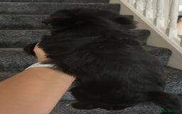Yorkshire Terrier dogs for sale: Colourful Yorkshire terrier  - Image 18