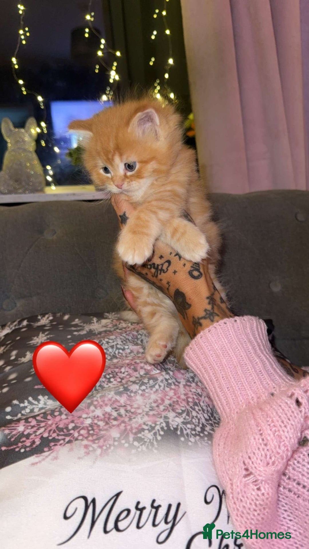 Persian cats for sale: Gorgeous Persian/Ragdoll Kittens 2Males &2Females  - Advert 1