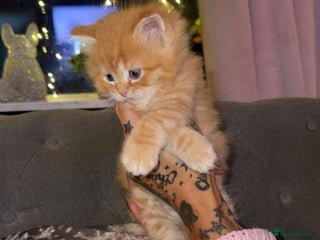 Persian cats Gorgeous Persian/Ragdoll Kittens 2Males &2Females - Advert 1