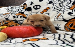 Labrador Retriever dogs for sale: Labrador pups - Image 23