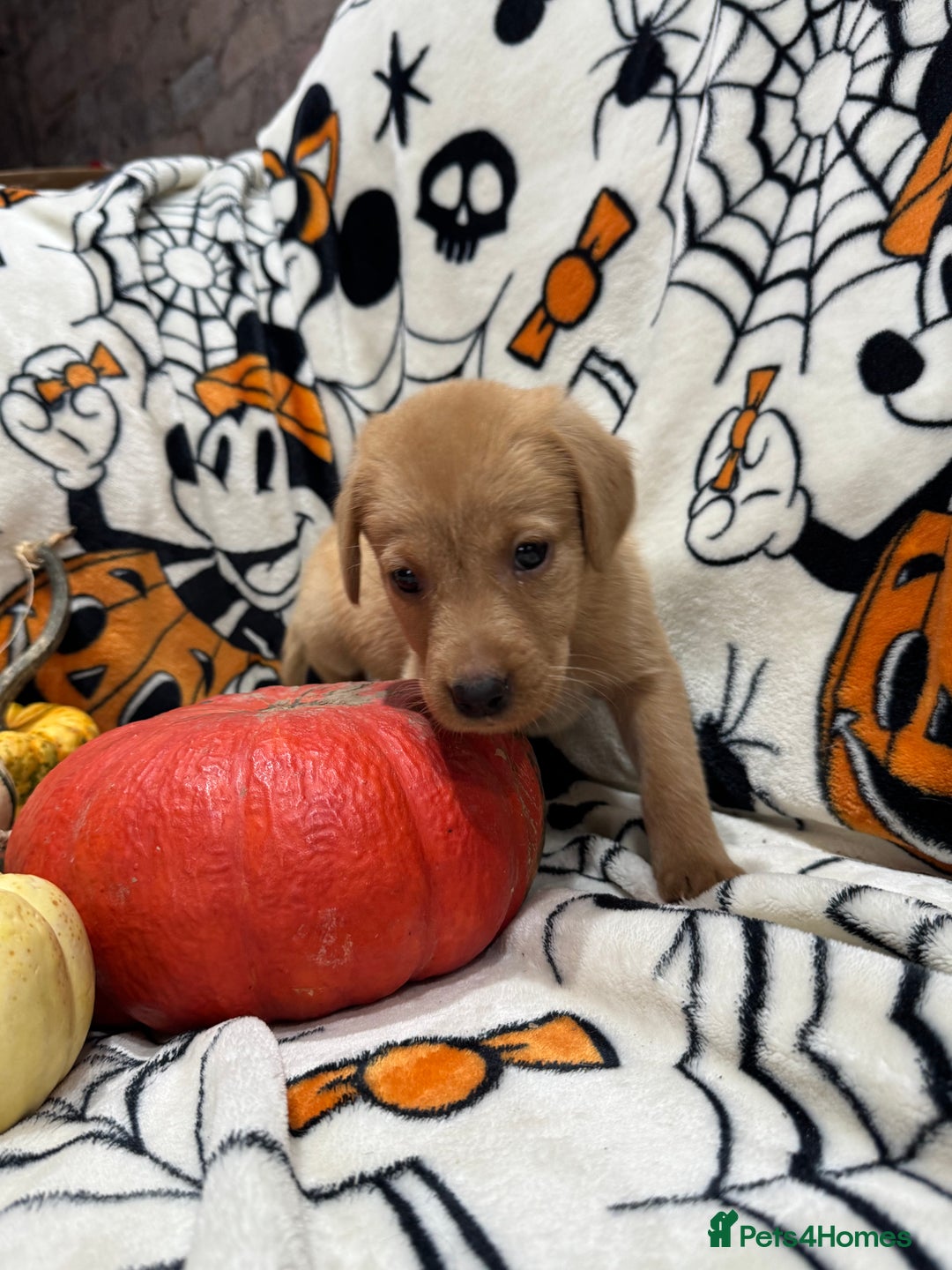 Labrador Retriever dogs for sale: Labrador pups - Image 23