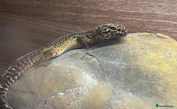 Leopard Gecko reptiles in King's Lynn - Advert 4