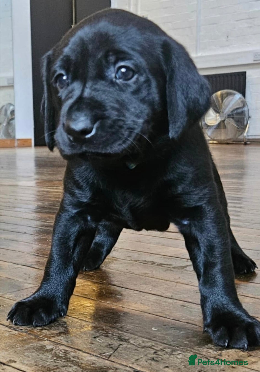 Labrador Retriever dogs for sale: Labrador retriver black and fox red puppies - Advert 9