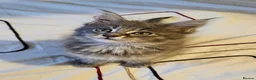 Maine Coon cats for sale: Maine Coon kittens for sale - Advert 7