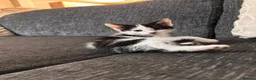 Domestic Shorthair cats for sale: Beautiful kittens ready for their forever homes 🩷 - Advert 3