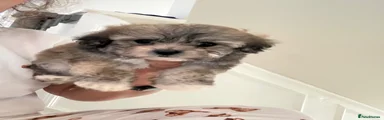 Boy 1