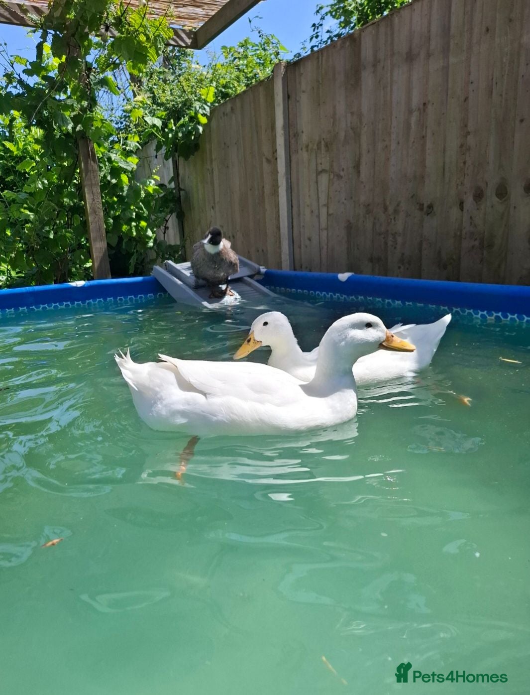 Ducks poultry 2 x Drakes and/or 8 x hens in need of a good home - Advert 1