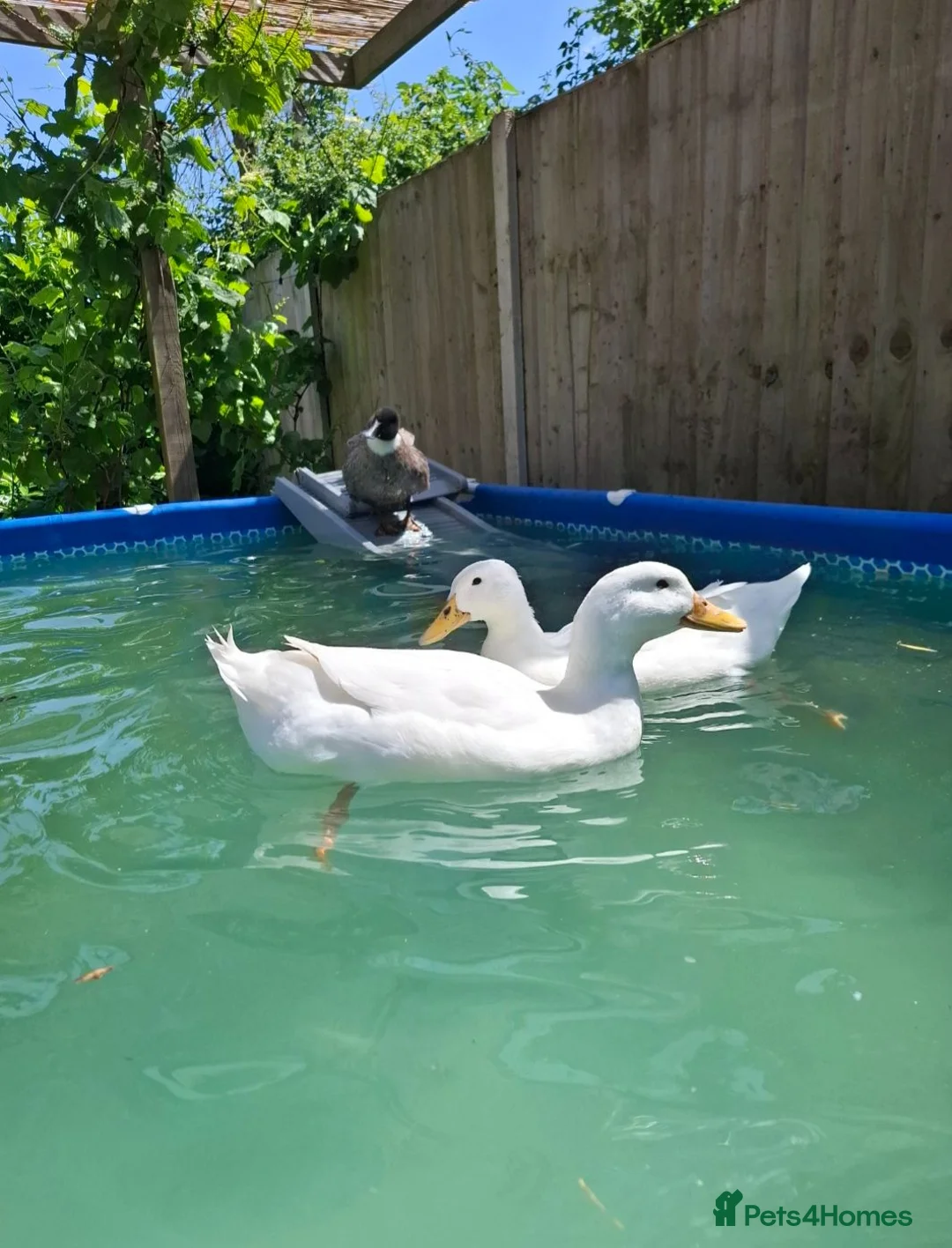 Ducks poultry for sale: 2 x Drakes and/or 8 x hens in need of a good home in Chard - Advert 1