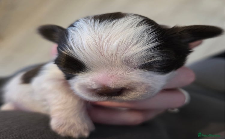 Shih Tzu dogs - Advert 13