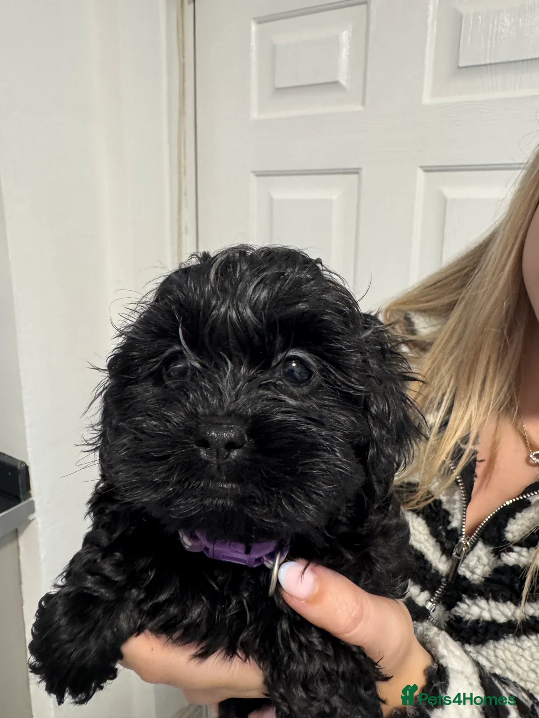 Shihpoo dogs for sale: Shihpoo puppies, Ready to leave  - Advert 2