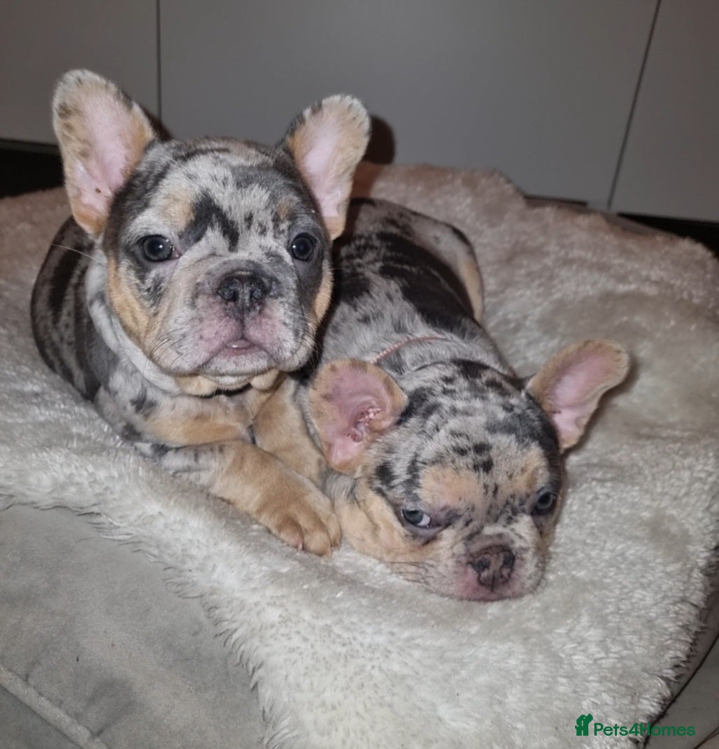 French Bulldog dogs READY NOW French Bulldog puppies  - Advert 3