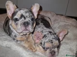 French Bulldog dogs READY NOW French Bulldog puppies - Advert 3