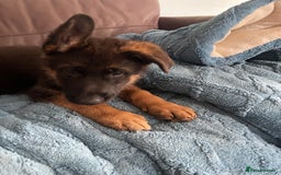 German Shepherd dogs for sale: German Shepherd pups KCRegistered/hip&elbow scored - Image 22