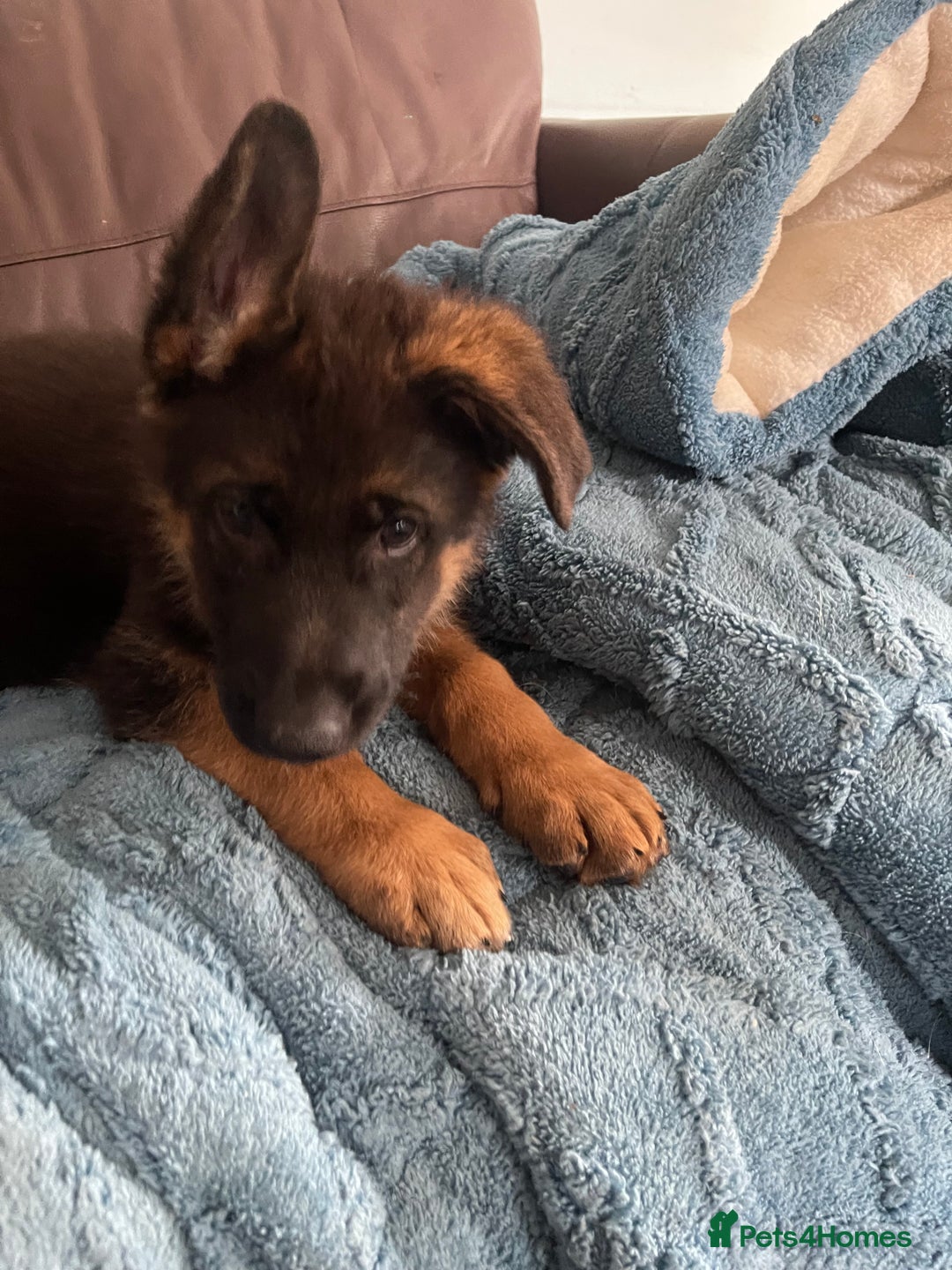 German Shepherd dogs for sale: German Shepherd pups KCRegistered/hip&elbow scored - Image 22