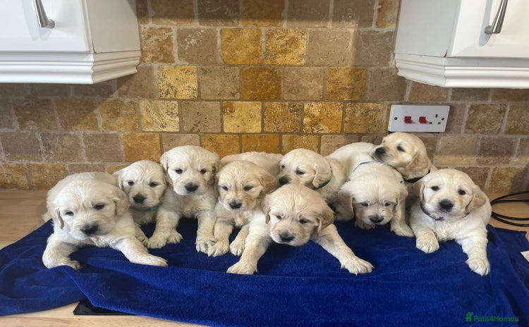 Golden Retriever dogs - Advert 2