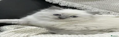 Ragdoll 3