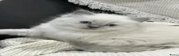 Ragdoll cats for sale: Blue tip ragdolls  - Advert 3