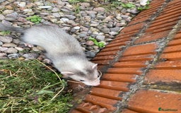 Ferret rodents for sale: 2 litters available sliver mitts and polecats  - Image 2