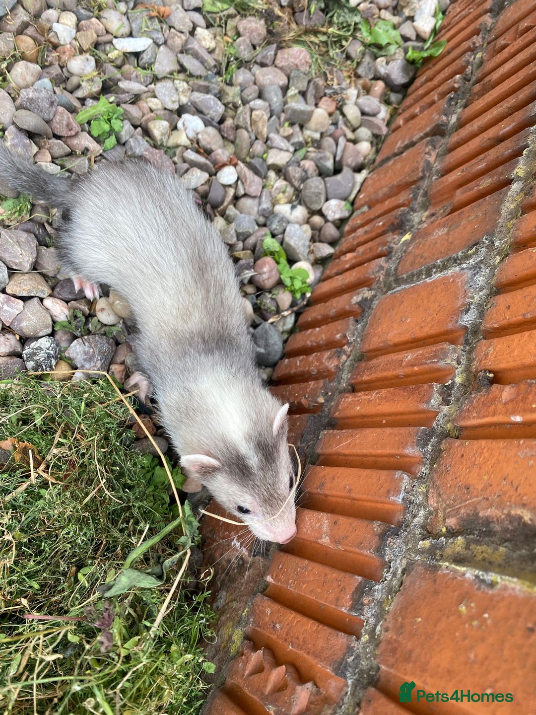 Ferret rodents for sale: 2 litters available sliver mitts and polecats  - Image 2