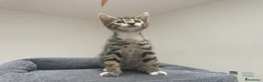 Milo