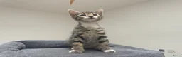 Bengal cats for sale: Bengal X READY NOW  - Advert 12