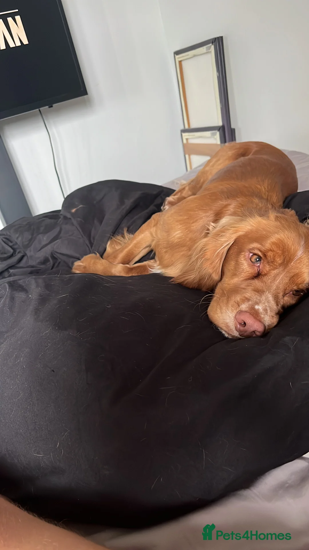 Cocker Spaniel dogs for stud: Cocker spaniel for studding  - Advert 2