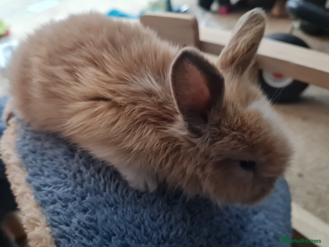 Lionhead rabbits for sale: Three kits - Advert 12