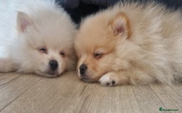 Pomeranian dogs for sale: 3 male Pomeranian puppies, 1 cream, 2 cream sable. - Image 4