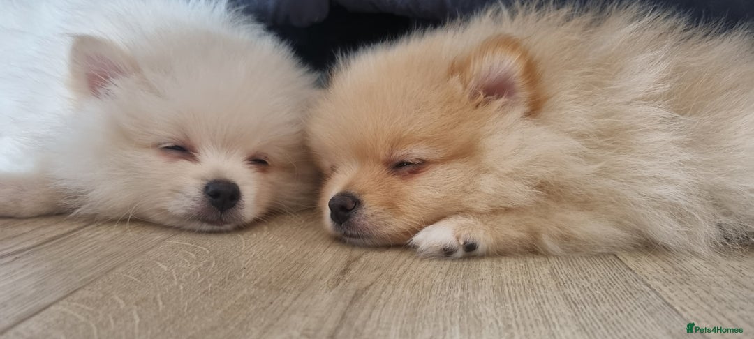 Pomeranian dogs for sale: 3 male Pomeranian puppies, 1 cream, 2 cream sable. - Image 4