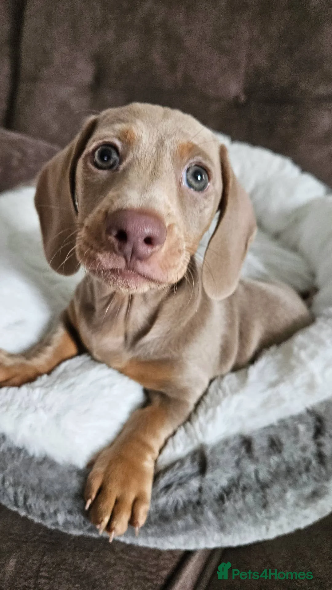 Miniature Dachshund dogs for stud: KC registered Isabelle & Tan  in Pontefract - Advert 11